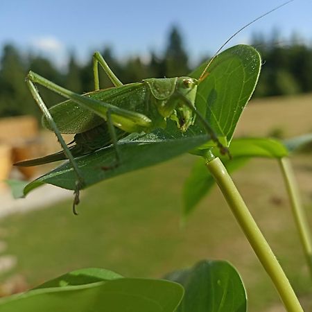 Gosciniec Dziubasowki Villa Nowy Targ Buitenkant foto