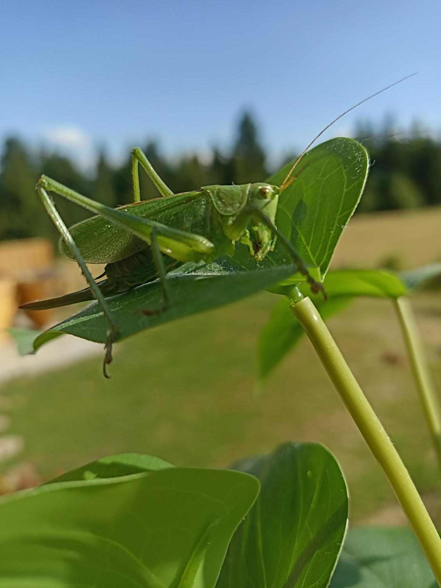Gosciniec Dziubasowki Villa Nowy Targ Buitenkant foto